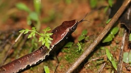 Chinese Man's Attempts To Hand-Feed Venomous Pet Snake Ends In Thumb Amputation