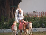 मकर संक्रांति पर पीएम मोदी ने दिखाया गौ-प्रेम, अपने आवास पर गायों को खिलाया चारा मकर संक्रांति पर पीएम मोदी ने दिखाया गौ-प्रेम, अपने आवास पर गायों को खिलाया चारा