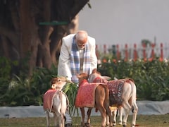मकर संक्रांति पर पीएम मोदी ने दिखाया गौ-प्रेम, अपने आवास पर गायों को खिलाया चारा