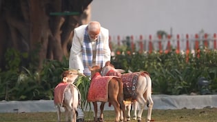 मकर संक्रांति पर पीएम मोदी ने दिखाया गौ-प्रेम, अपने आवास पर गायों को खिलाया चारा