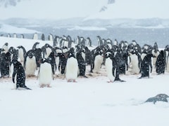 Penguins Are Breeding Earlier Than Usual, Courtesy Warming Antarctica