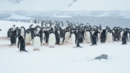 Penguins Are Breeding Earlier Than Usual, Courtesy Warming Antarctica