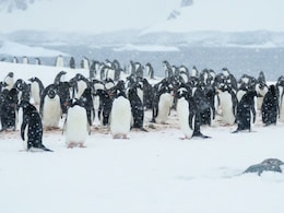 Penguins Are Breeding Earlier Than Usual, Courtesy Warming Antarctica