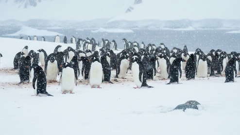 Penguins Are Breeding Earlier Than Usual, Courtesy Warming Antarctica