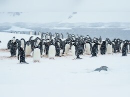 माइनस 40 डिग्री में भी मस्ती से चलते रहते हैं पेंग्विन,  जानें क्यों नहीं लगती है ठंड