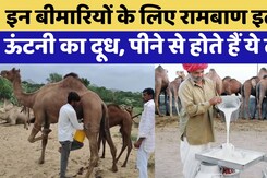 Camel Milk: Diabetes, Autism और Allergies जैसी बीमारियों का रामबाण इलाज | Rajasthan Top News