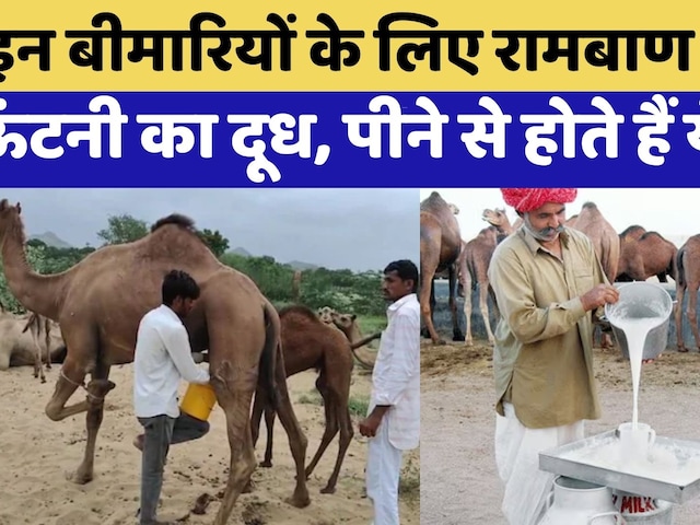 Camel Milk: Diabetes, Autism और Allergies जैसी बीमारियों का रामबाण इलाज | Rajasthan Top News