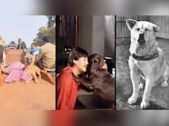 शिवपुरी के 'मोती' की वफादारी देख याद आया जापान का हाचिको, मौत के बाद भी करता रहा मालिक का इंतजार
