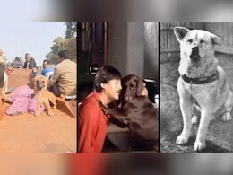 शिवपुरी के 'मोती' की वफादारी देख याद आया जापान का हाचिको, मौत के बाद भी करता रहा मालिक का इंतजार