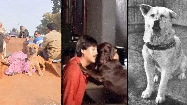 शिवपुरी के 'मोती' की वफादारी देख याद आया जापान का हाचिको, मौत के बाद भी करता रहा मालिक का इंतजार