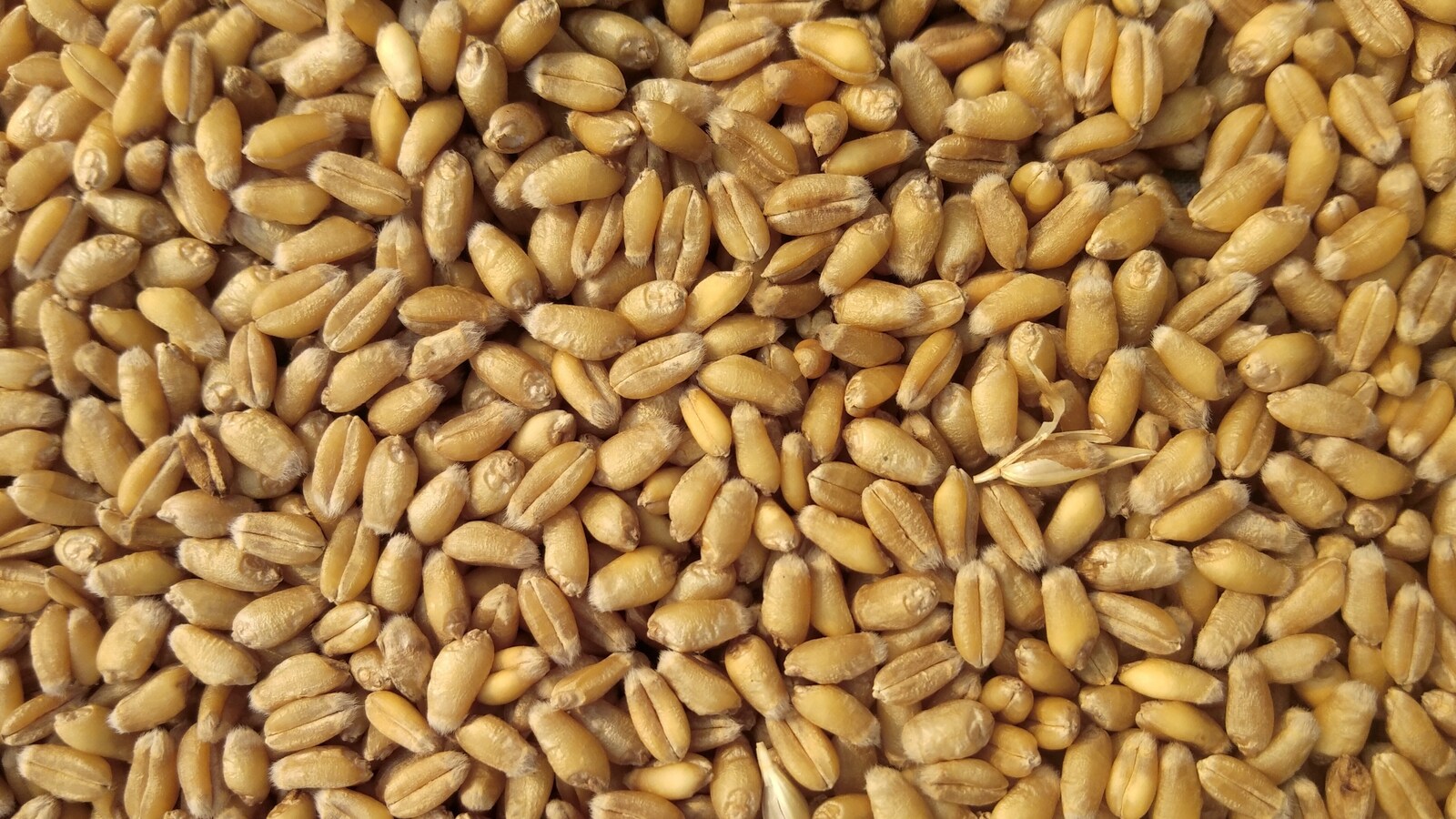India's Wheat Output Set To Touch A New Record Of 112.74 Million Tonne ...