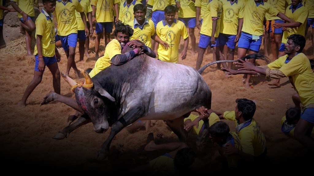 Jallikattu Ordinance: Federalism Or Cultural Nationalism?