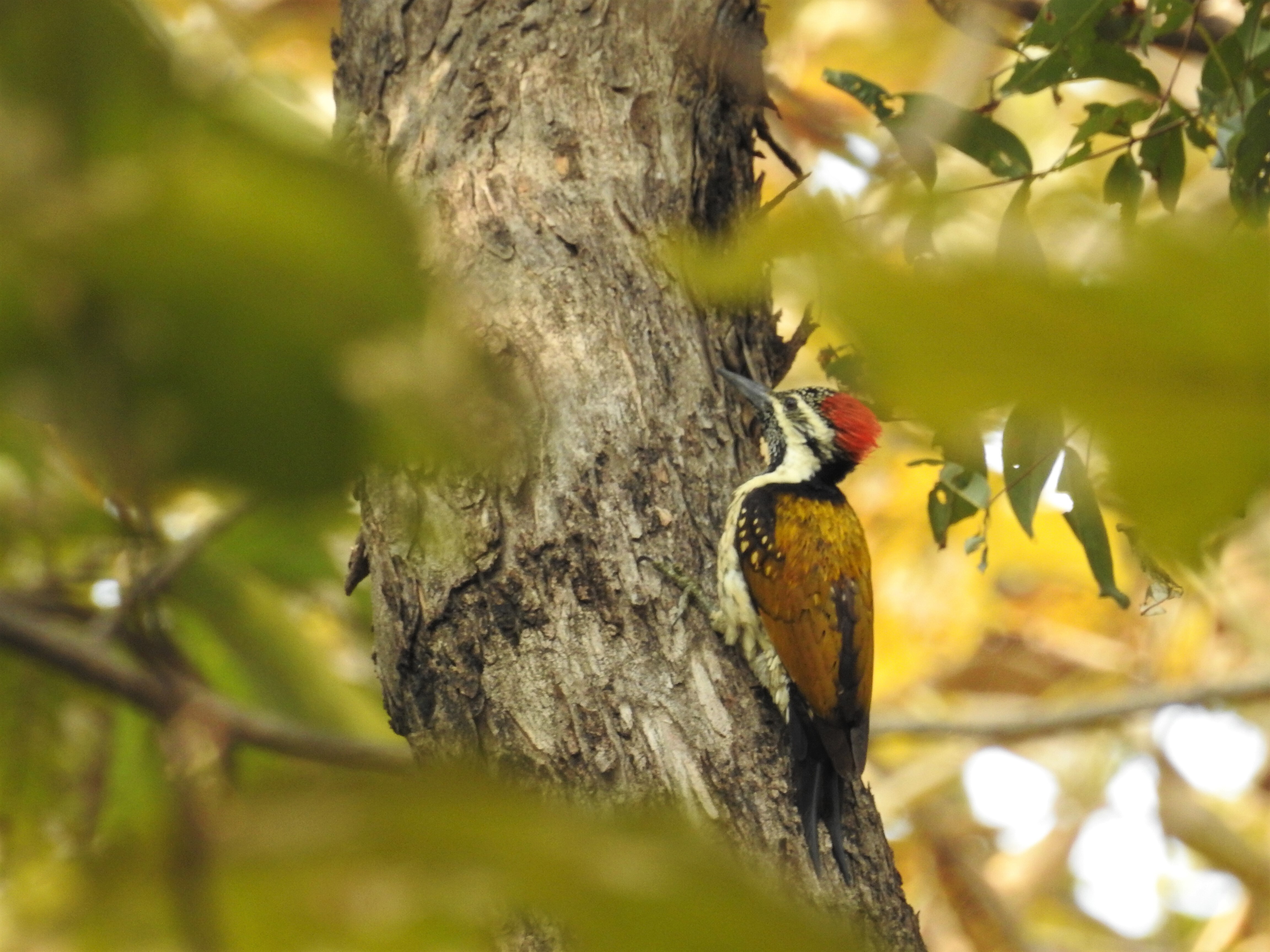 Finding The Will To Conserve Wildlife Endemic To India