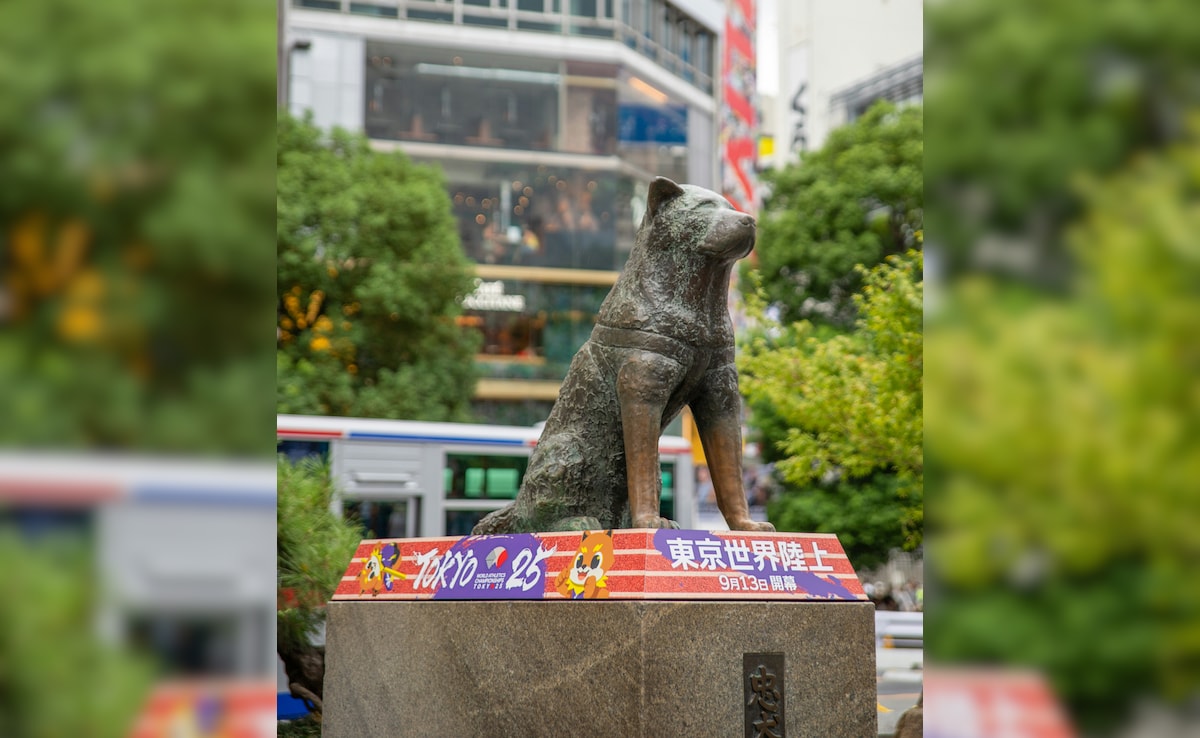 Latest and Breaking News on NDTV