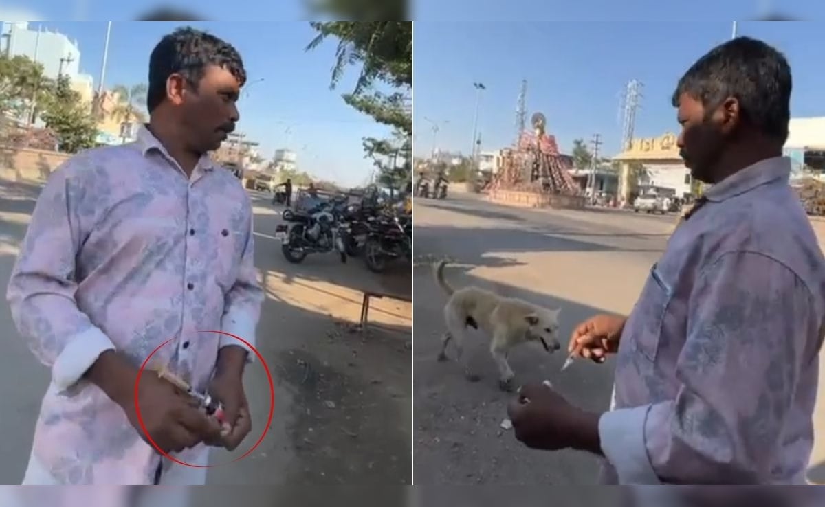 On Camera, Stray Dog Given Lethal Injection In Telangana. 500 Were Killed