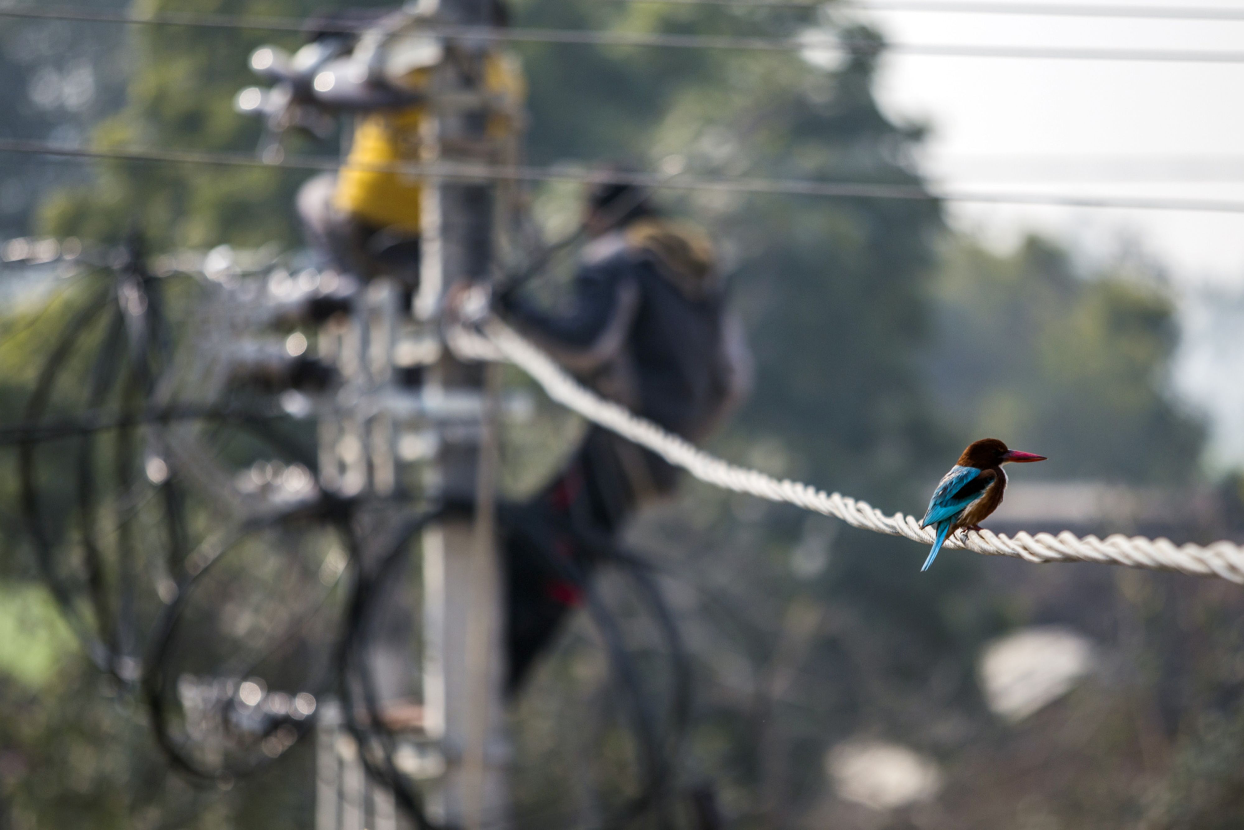 CESC - Expanding Its Distribution Footprint: Motilal Oswal