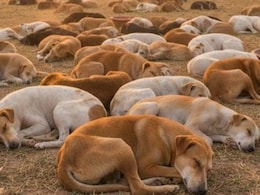 तेलंगाना में सैकड़ों कुत्तों को जहरीला इंजेक्शन, एक चुनावी वादे से इसका है कनेक्शन?
