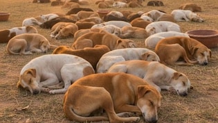 तेलंगाना में सैकड़ों कुत्तों को जहरीला इंजेक्शन, एक चुनावी वादे से इसका है कनेक्शन?