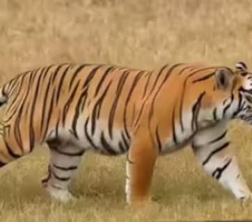 भालू के सामने झुका टाईगर शावक, रणथंभौर में वाइल्डलाइफ का रोमांचक तमाशा