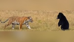 भालू के सामने झुका टाईगर शावक, रणथंभौर में वाइल्डलाइफ का रोमांचक तमाशा