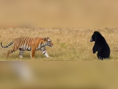 भालू के सामने झुका टाईगर शावक, रणथंभौर में वाइल्डलाइफ का रोमांचक तमाशा
