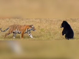 भालू के सामने झुका टाईगर शावक, रणथंभौर में वाइल्डलाइफ का रोमांचक तमाशा