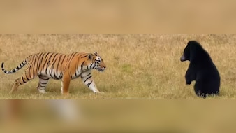 भालू के सामने झुका टाईगर शावक, रणथंभौर में वाइल्डलाइफ का रोमांचक तमाशा