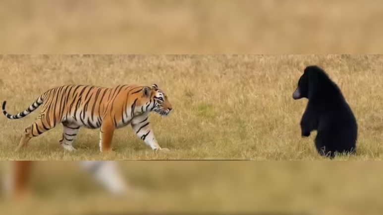भालू के सामने झुका टाईगर शावक, रणथंभौर में वाइल्डलाइफ का रोमांचक तमाशा