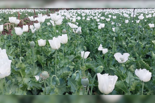 अफीम के खेत अफीम के खेत