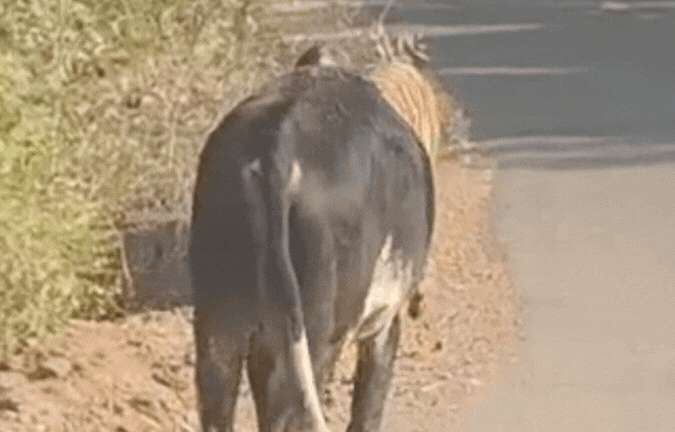 VIDEO: जब टाइगर ने छोड़ा अपना शिकार! सामने खड़े बछड़े पर झपटने ही वाला था बाघ, फिर...