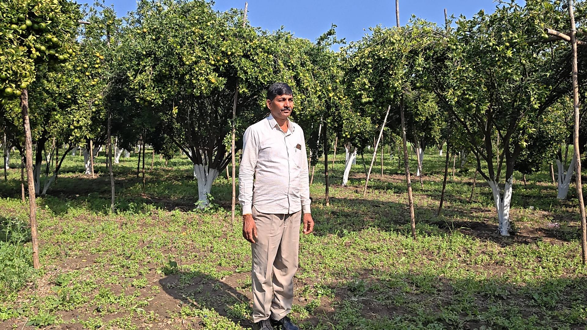 Success Story: Ratlam के farmer बनेसिंह कर रहे Santre ki kheti. Success Story: Ratlam के farmer बनेसिंह कर रहे Santre ki kheti.