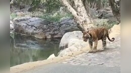 रणथंभौर में वन विभाग की चौकी के पास आ धमकी 'सुल्ताना', बाघिन के मूवमेंट इलाके में अलर्ट
