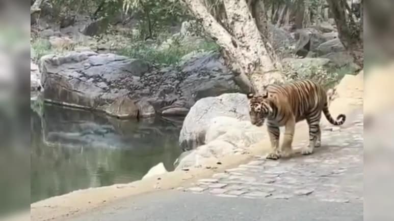 रणथंभौर में वन विभाग की चौकी के पास आ धमकी 'सुल्ताना', बाघिन के मूवमेंट इलाके में अलर्ट