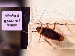 किचन के कॉकरोच से छुटकारा पाने के 5 असरदार तरीके, 3 नंबर कमाल का करता है काम