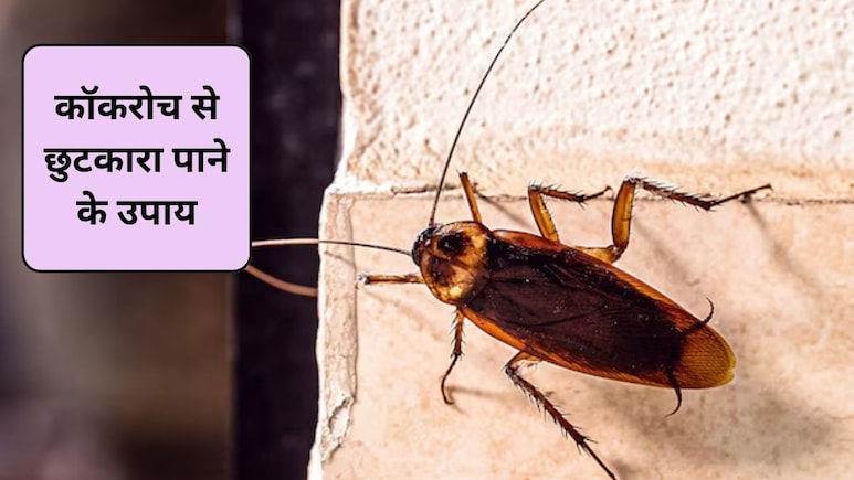 किचन के कॉकरोच से छुटकारा पाने के 5 असरदार तरीके, 3 नंबर कमाल का करता है काम