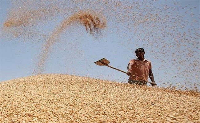 Government Keeping Tabs On Wheat Crop As Weatherman Sees Warm Winter