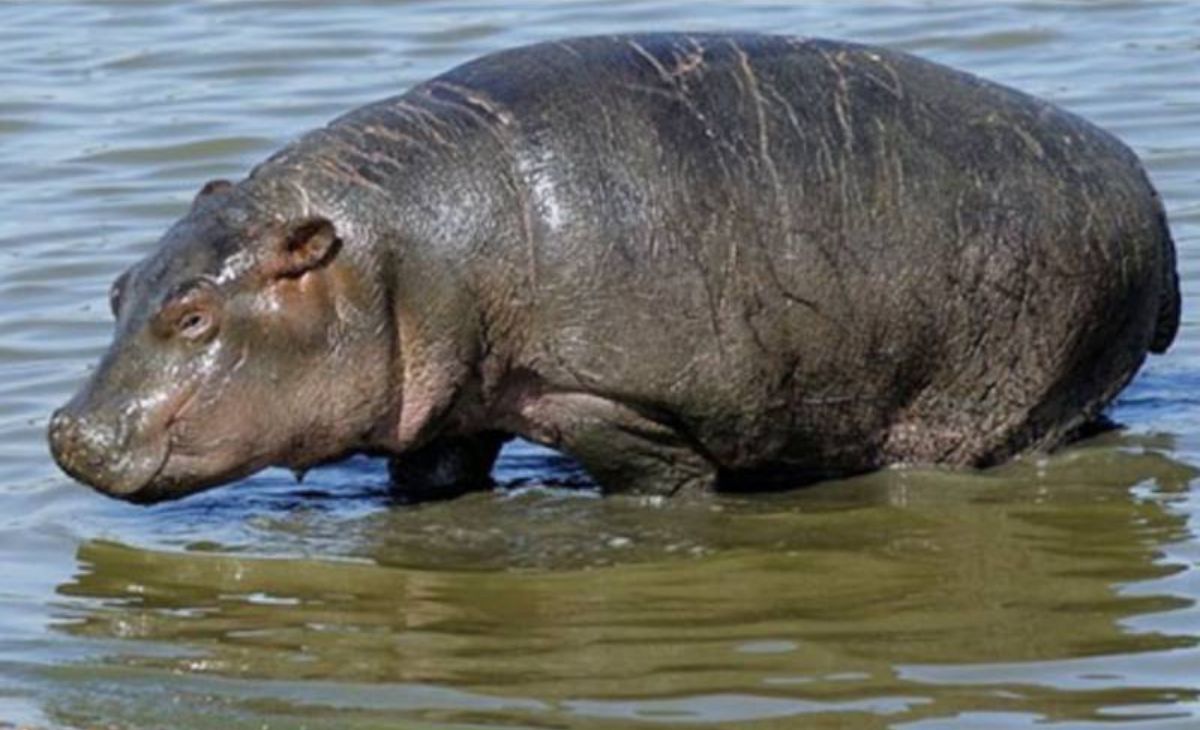 Ill Or Missing Mate? Kolkata Zoo Hippo Refuses To Leave Water For 14 Days