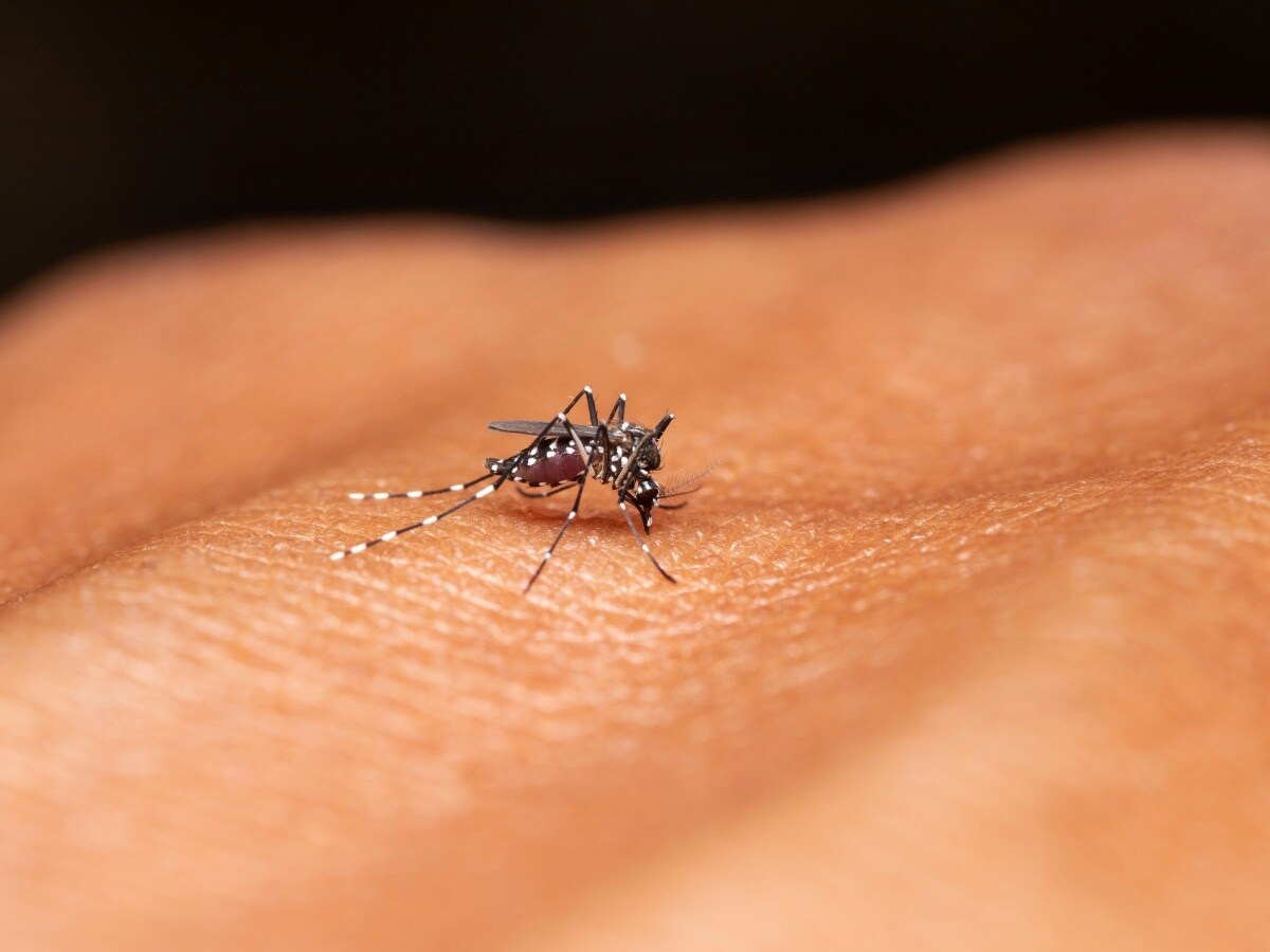 Dengue Claims Rise 66% In 5 Years As South India Leads Spike In Cases: ManipalCigna Health Insurance