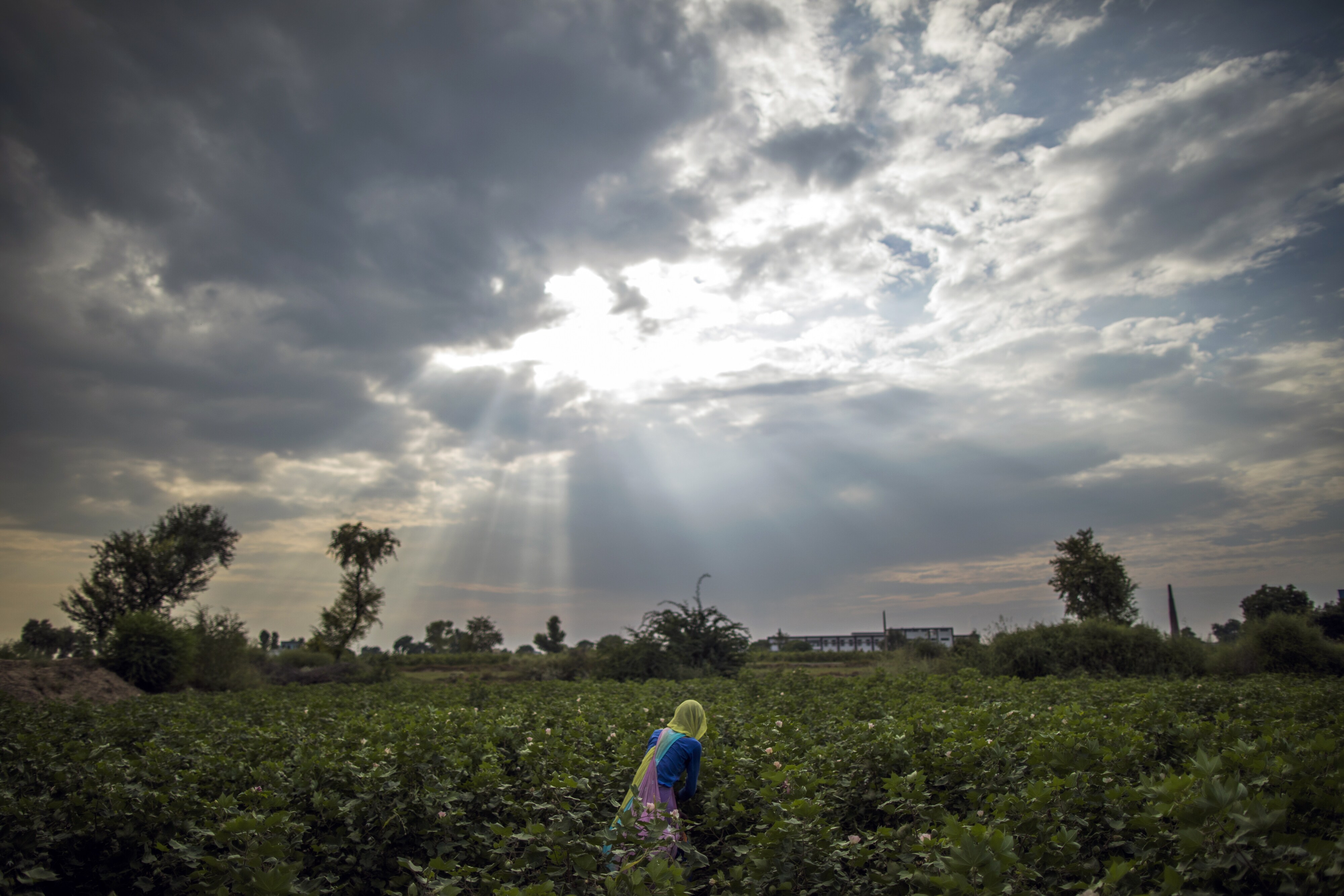 Why These Two Agrochemical Companies Shrug Off Monsoon Concerns