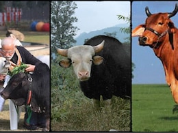 मिथुन से लेकर बद्री और पुंगनूर तक, भारत में कितनी तरह की गाय होती हैं?