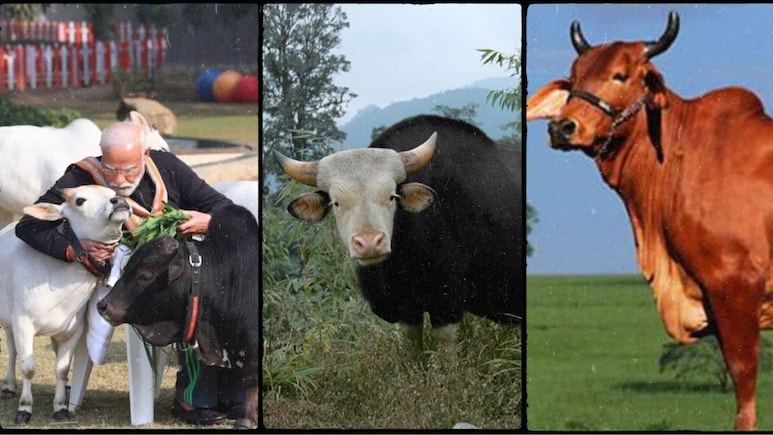 मिथुन से लेकर बद्री और पुंगनूर तक, भारत में कितनी तरह की गाय होती हैं?
