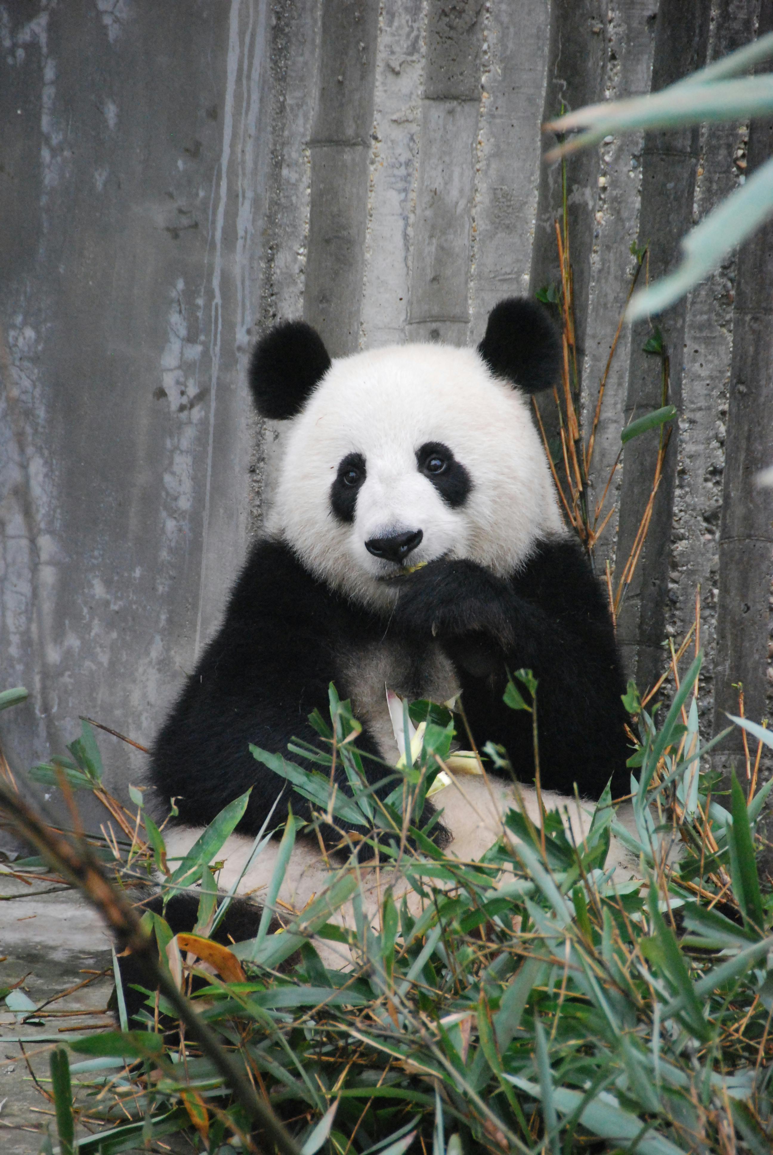 Staff Members Pretend To Be Giant Pandas At This Japanese Zoo