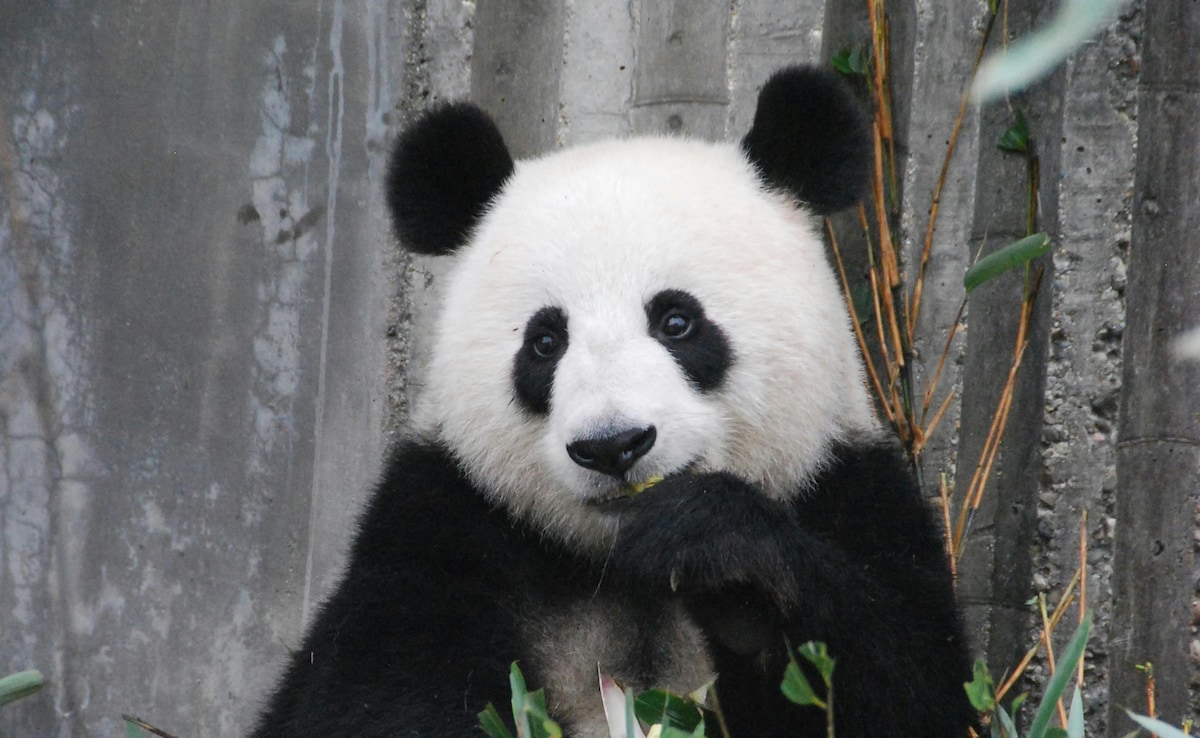 Staff Members Pretend To Be Giant Pandas At This Japanese Zoo