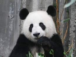 Staff Members Pretend To Be Giant Pandas At This Japanese Zoo