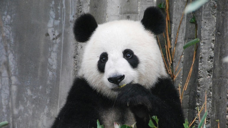 Staff Members Pretend To Be Giant Pandas At This Japanese Zoo