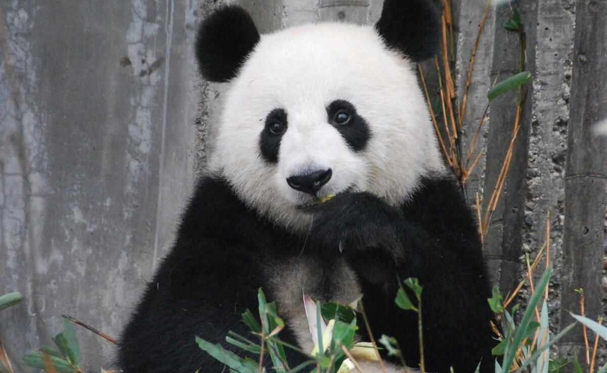 Japan's Last Pandas Return to China