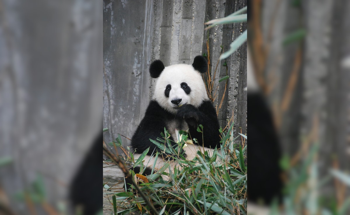 The Last Two Pandas In Japan Are Leaving For China As Ties Are Strained