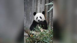 The Last Two Pandas In Japan Are Leaving For China As Ties Are Strained