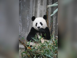 The Last Two Pandas In Japan Are Leaving For China As Ties Are Strained