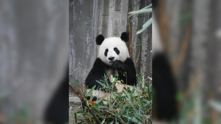The Last Two Pandas In Japan Are Leaving For China As Ties Are Strained